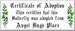 Visit my friend, Angel Bug!
